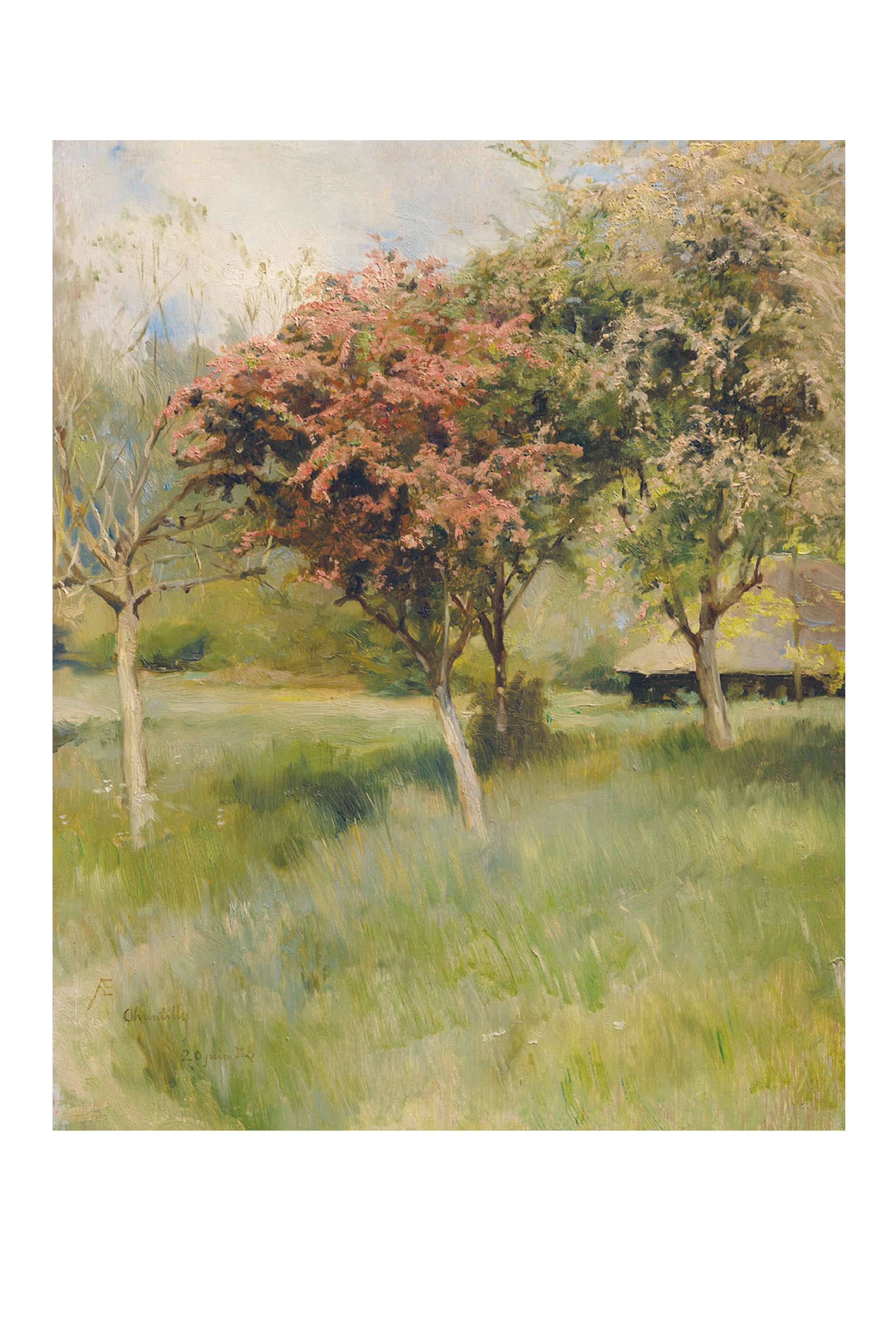 Art print of blooming hawthorn trees in a field