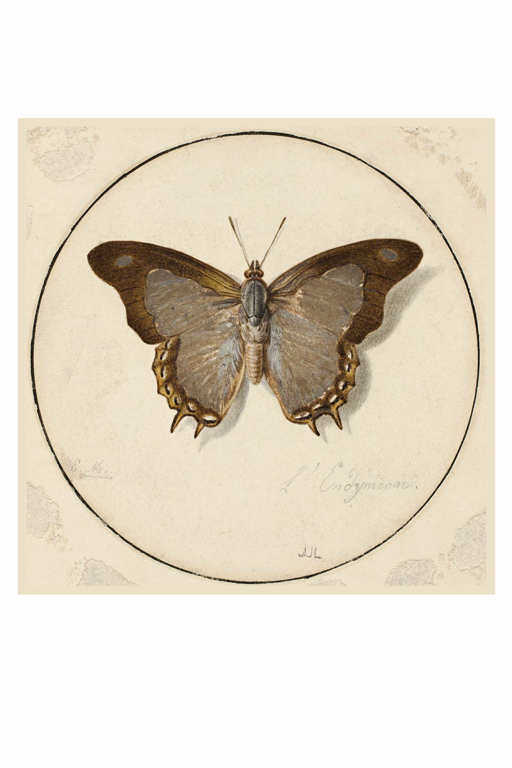 Art print of a butterfly, Endymien, in a circle.