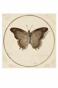 Art print of a butterfly, Endymien, in a circle.