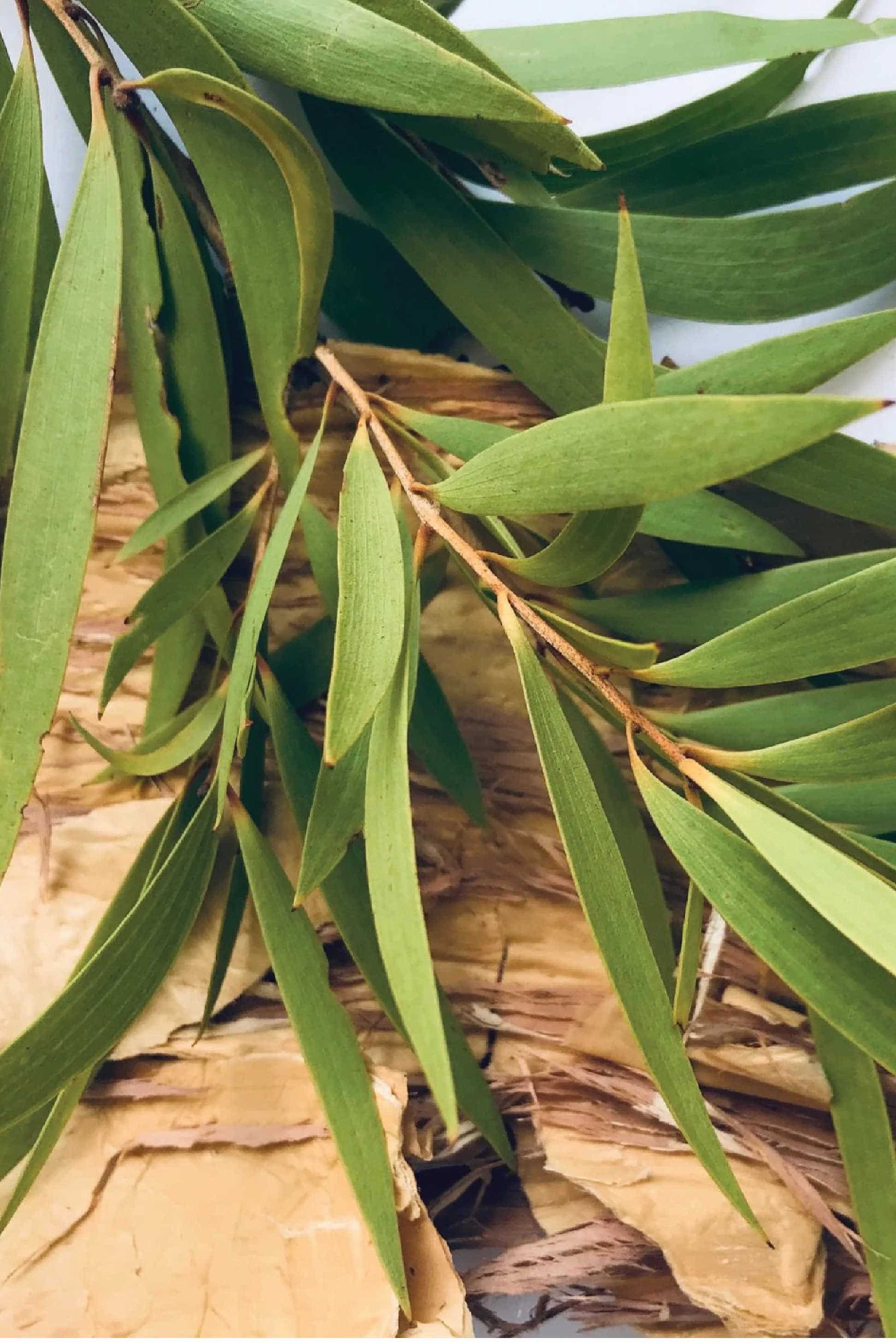 Nambarra Natural Yolngu Skin Recovery Balm