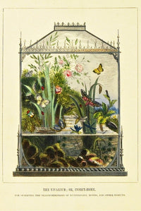Butterfly vivarium with colorful butterflies and plants