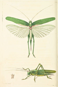 Two detailed green grasshopper illustrations