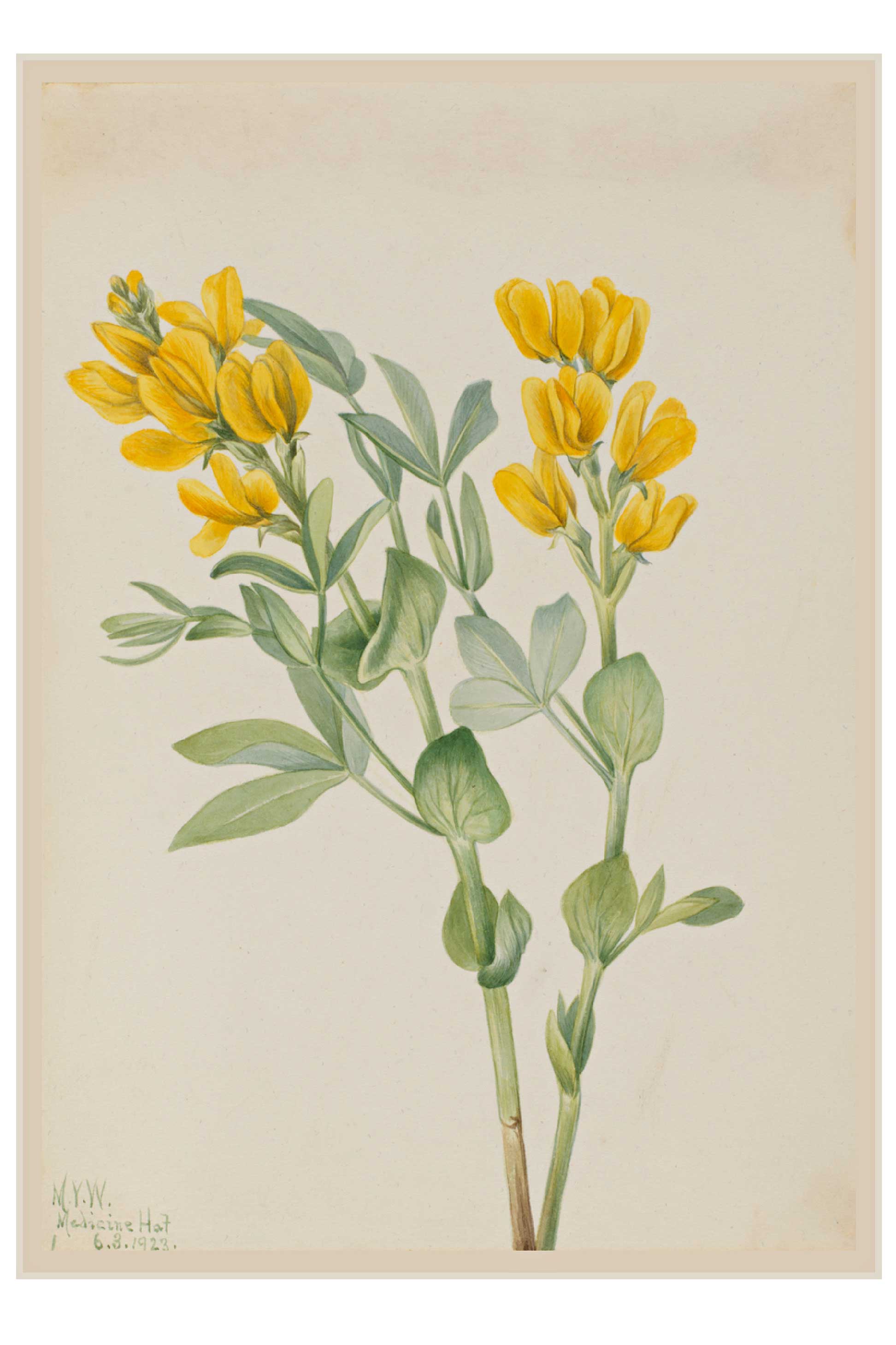 Watercolor painting of yellow flowers and green leaves.