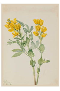 Watercolor painting of yellow flowers and green leaves.
