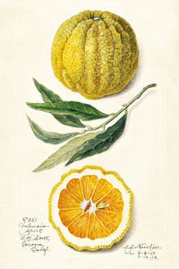 Valencia orange illustration, 1912 sachet, Citrus sinensis